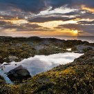 Rockpool and Seaweed
